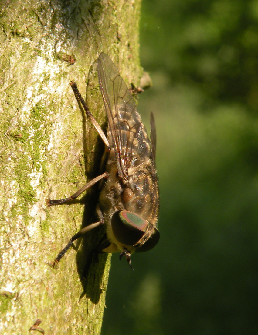 Tabanidae